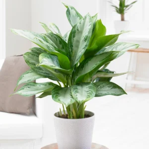 Chinese Evergreen