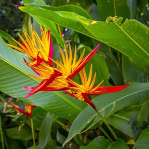 Bird of Paradise